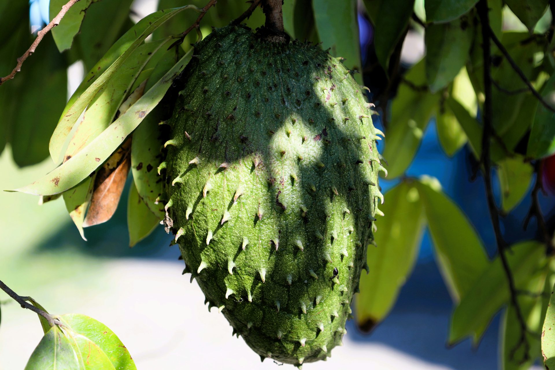 A bunch of fruit hanging from a tree